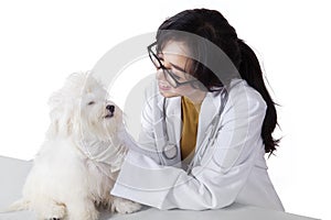 Beautiful veterinarian examine maltese dog