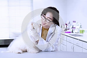 Beautiful veterinarian examines maltese dog