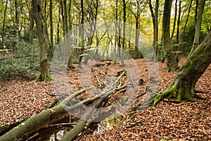 Beautiful vibrant Autumn Fall colors in forest landscape