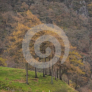 Beautiful vibrant Autumn landscape image towards Borrowdale Valley from Castle Crag in Lake Disrtrict