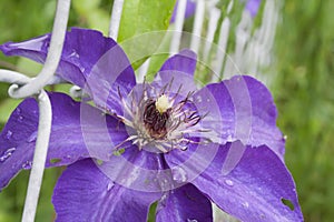 Beautiful Vibrant Clematis Vine With Water Droplets