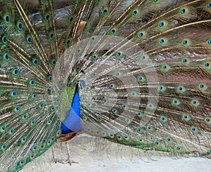 Beautiful vibrant colors Peacock, Indian peafowl, Blue peafowl, Pavo cristatus.