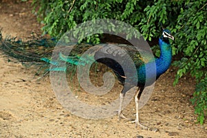 Beautiful vibrant colors Peacock, Indian peafowl, Blue peafowl, Pavo cristatus.