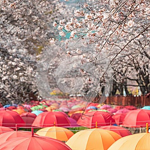Beautiful vibrant decoration with umbrellas inside Yeojwacheon Stream