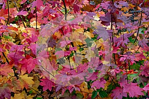 Beautiful, vibrant fall colored leaves.