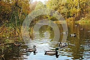 Beautiful and vibrant golden fall colors reflected in a pond. sunny autumn day, with ducks swimming in front