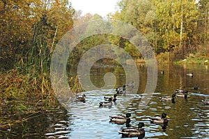 Beautiful and vibrant golden fall colors reflected in a pond. sunny autumn day, with ducks swimming in front