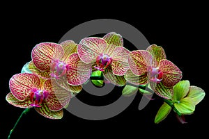 Tropical pink and yellow phalaenopsis orchids