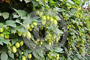 Beautiful and vibrant green hop leaves with ripe flowers and a vine, humulus flowering plants, family Cannabaceae.