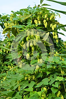 Beautiful and vibrant green hop leaves with ripe flowers and a vine, humulus flowering plants, family Cannabaceae.