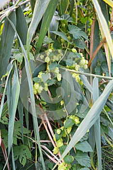 Beautiful and vibrant green hop leaves with ripe flowers and a vine, humulus flowering plants, family Cannabaceae.