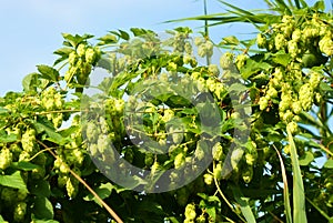 Beautiful and vibrant green hop leaves with ripe flowers and a vine, humulus flowering plants, family Cannabaceae.