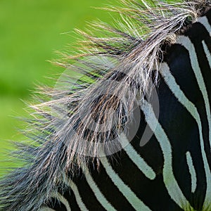 Beautiful vibrant intimate close up portrait of Chapman`s Zebra