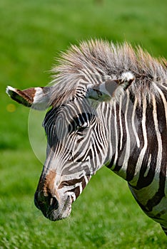 Beautiful vibrant intimate close up portrait of Chapman`s Zebra