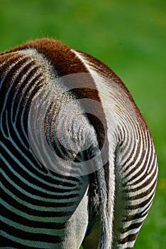 Beautiful vibrant intimate close up portrait of Chapman`s Zebra