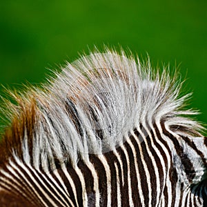 Beautiful vibrant intimate close up portrait of Chapman`s Zebra