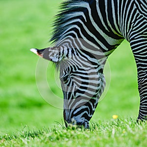 Beautiful vibrant intimate close up portrait of Chapman`s Zebra