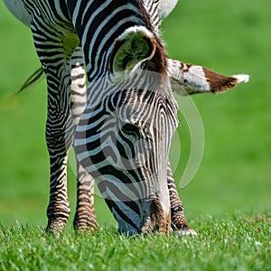 Beautiful vibrant intimate close up portrait of Chapman`s Zebra