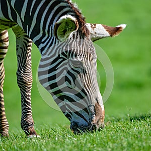 Beautiful vibrant intimate close up portrait of Chapman`s Zebra