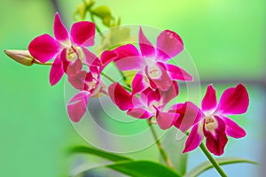 Laelia anceps pink orchids against natural background