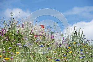 Beautiful vibrant landscape image of wildflower meadow in Summer photo