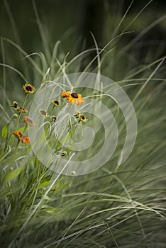 Beautiful vibrant landscape image of wildflower meadow in Summer