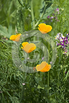 Beautiful vibrant landscape image of wildflower meadow in Summer