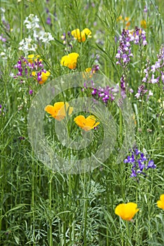 Beautiful vibrant landscape image of wildflower meadow in Summer