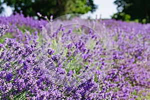 Beautiful vibrant Lavender field landscape with summer flowers in full bloom