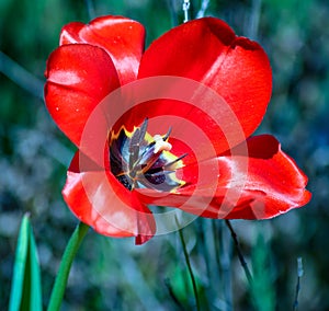 Beautiful Vibrant Lonesome Red Flower