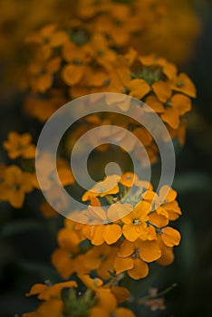 Beautiful vibrant orange apricot twist erysimum brassicaceae Spring wallflower