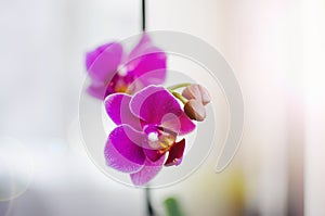 Beautiful Vibrant Orchids