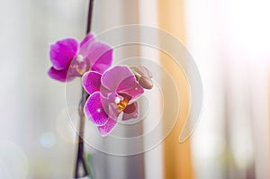 Beautiful Vibrant Orchids