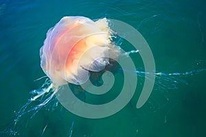 Beautiful vibrant picture of a floating jellyfish in atlantic ocean, norwegian sea also known as lions mane jellyfish, arctic