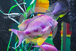 Beautiful vibrant pink purple and yellow colored cichlid tropical fish underwater sea life animal portrait