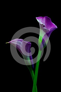 Exotic pair of purple calla lily flowers against black background