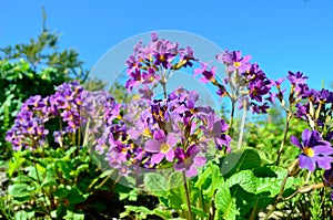 Beautiful and vibrant purple and violet primula flowers in summer sunshine, flower from Andoya, Bleik