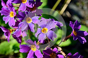 Beautiful and vibrant purple and violet primula flowers in summer sunshine, flower from Andoya, Bleik