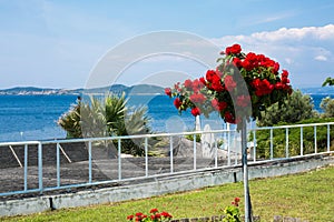 Beautiful vibrant red Rose Flowers at the blue