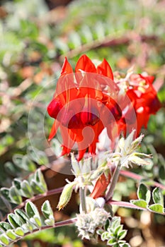 Beautiful vibrant red Sturt Desert Pea