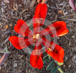 Beautiful vibrant red Sturt Desert Pea