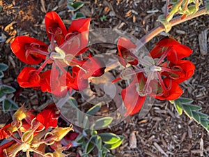 Beautiful vibrant red Sturt Desert Pea