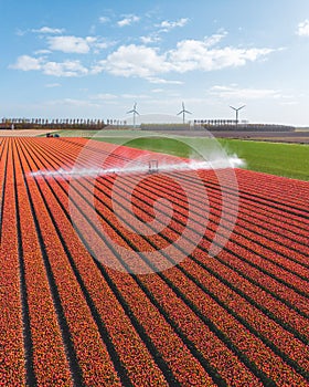 Beautiful vibrant red tulip field being sprinkled with water, growing tulips on a large scale