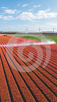 Beautiful vibrant red tulip field being sprinkled with water, growing tulips on a large scale