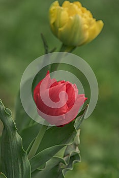 Beautiful vibrant spring flowers tulips