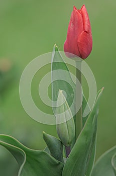 Beautiful vibrant spring flowers tulips