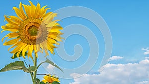 Beautiful vibrant sunflower with blue sky and white cloud at background with copy space