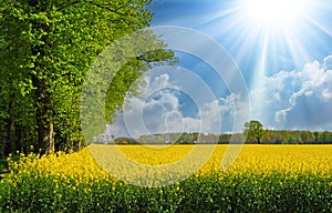 Beautiful vibrant yellow rapeseed flower field landscape, green forest edge trees, bright spring sun rays