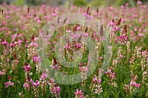 Beautiful Vicia Tinctoria pink flower plant used f photo