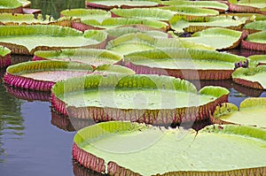 Beautiful Victoria waterlily leaves and reflection in the water